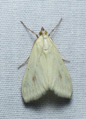 Carrot Seed Moth - Sitochroa palealis