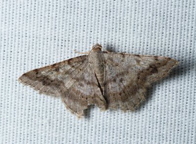 Faint-spotted Angle - Digrammia ocellinata