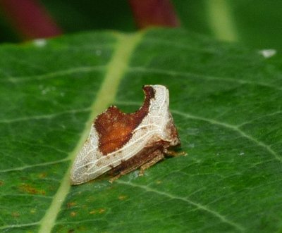 Treehopper - Entylia carinata
