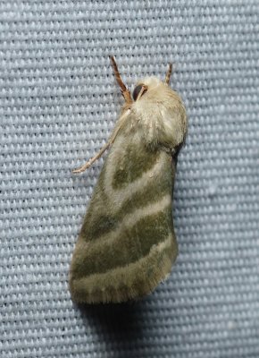 Three-lined Flower Moth - Schinia trifascia