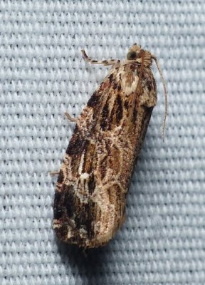 Macrame Moth - Phaecasiophora confixana