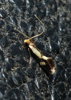 White-shawled Isocorypha - Isocorypha mediostriatella