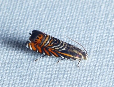 Psychedelic Jones Moth - Thaumatographa jonesi