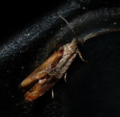 Broken-lined Zomaria - Zomaria interruptolineana
