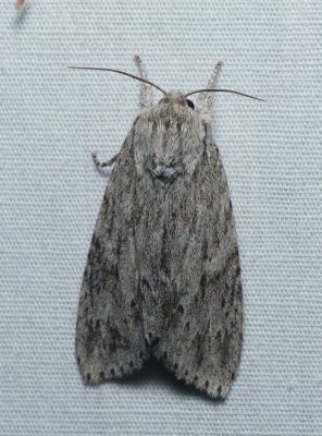 Smeared Dagger Moth - Acronicta oblinita