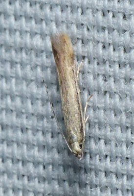 Moth - Stereomita andropogonis