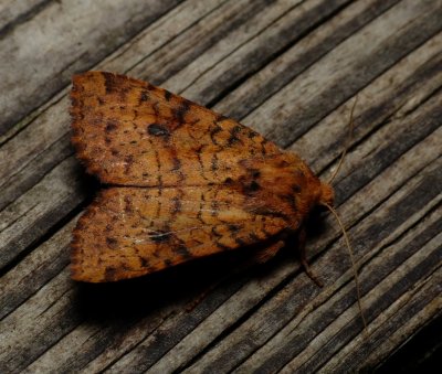 Yellow Three-spot - Apamea helva