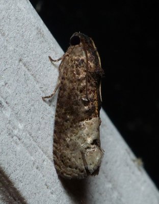 Locust Twig Borer Moth - Ecdytolopha insiticiana