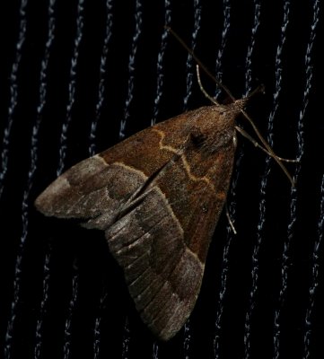 Red-footed Hypena - Hypena eductalis