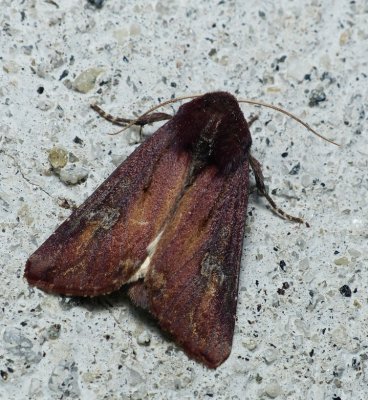 Zebra Caterpillar Moth - Melanchra picta