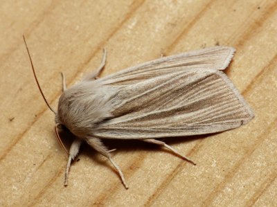 Henry's Marsh Moth - Simyra insularis