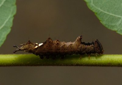 Black-blotched Schizura caterpillar - Schizura leptinoides