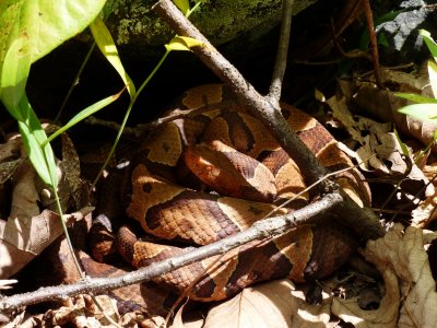 Northern Copperheads - Agkistrodon contortrix