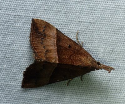 Red-footed Snout - <i>Hypena eductalis</i>