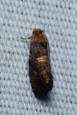 Moth - <i>Paralobesia piceana</i>