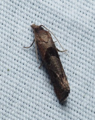 Moth - Pelochrista similiana