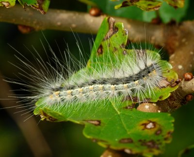 Fall Webworm Moth - Hyphantria cunea
