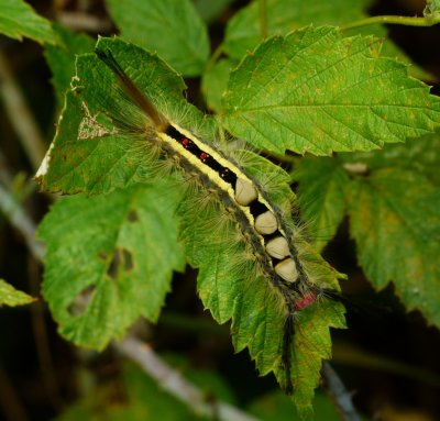 White-marked Tussock Moth - Orgyia leucostigma