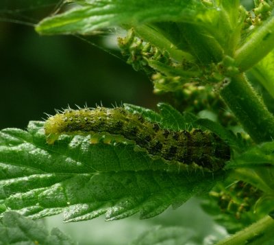 Ragweed Flower Moth - Schinia rivulosa