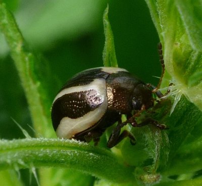 Ragweed Leaf Beetle - Zygogramma suturalis