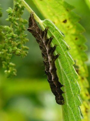 Caterpillar