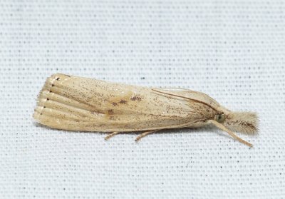 Rice Stalk Borer Moth - Chilo_plejadellus