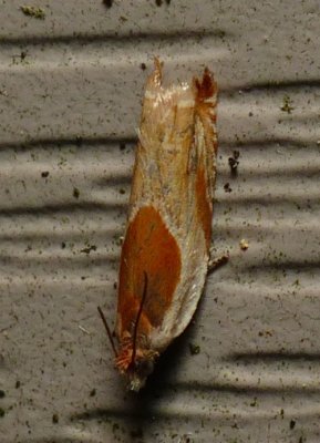 Moth - Ancylis_fuscociliana
