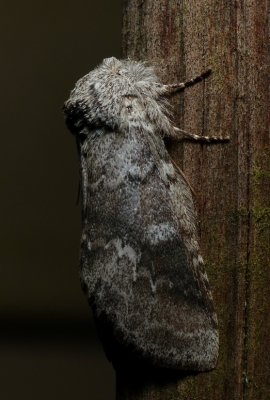 Variable Oakleaf Caterpillar Moth - Lochmaeus_manteo