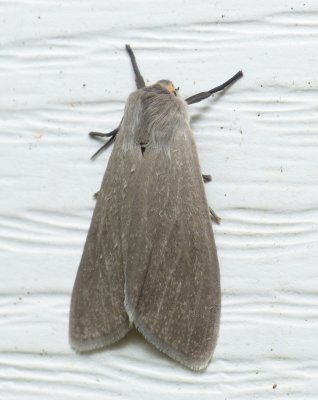 Milkweed Tussock Moth - Euchaetes_egle