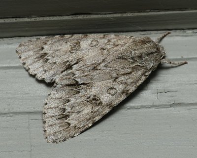 American Dagger - Acronicta americana