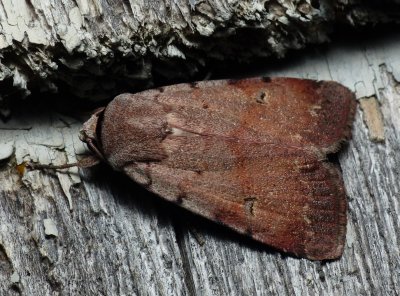 Forbes' Dart - Anicla forbesi
