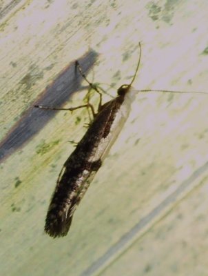 Apple Fruit Moth - Argyresthia conjugella