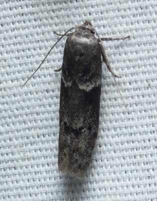 Moth - Blastobasis