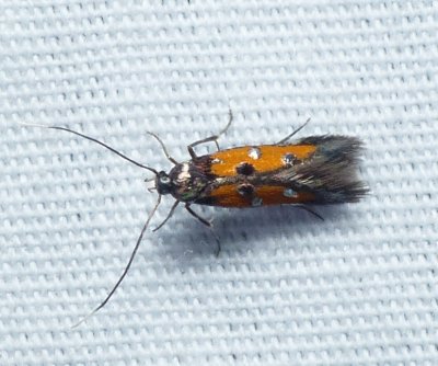 Linnaeus' Spangle-wing - Chrysoclista linneella