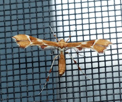 Rose Plume Moth - Cnaemidophorus rhododactyla