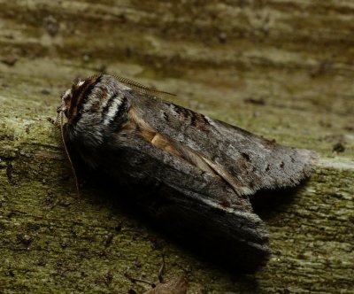 Linden Prominent - Ellida caniplaga