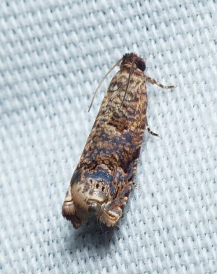 Sumac Leaftier Moth - Episimus argutana