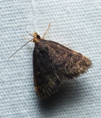 Merrick's Crambid Moth - Loxostegopsis merrickalis