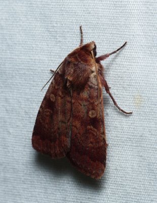 Leafy Dart - Lycophotia phyllophora