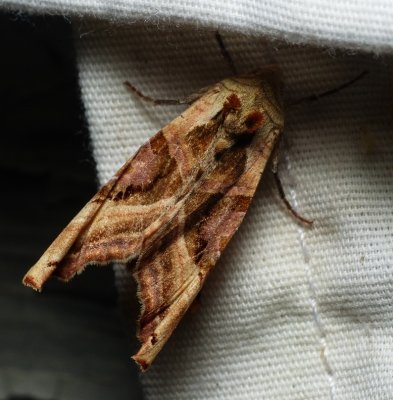 Olive Angle-shades - Phlogophora iris