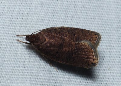 Moth - Psilocorsis