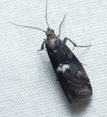 Engel's Salebriaria - Salebriaria engeli