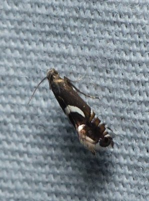 Yellow Nutsedge Moth - Diploschizia impigritella