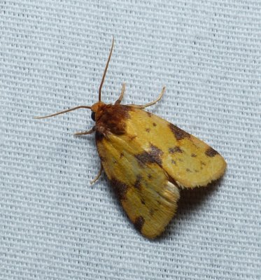 Obtuse Yellow - Azenia obtusa