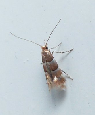 Moth - Phyllonorycter tritaenianella