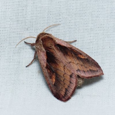 Pickerelweed Borer - Bellura densa