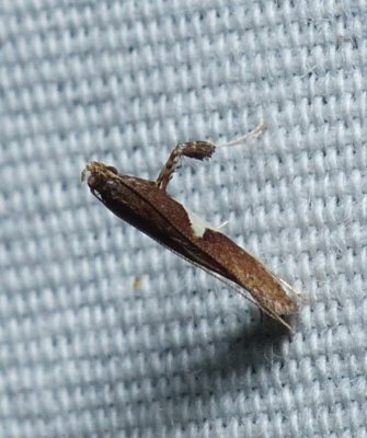 Poplar Caloptilia - Caloptilia stimgatella