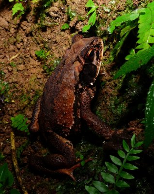 Toad - Incilius melanochlorus