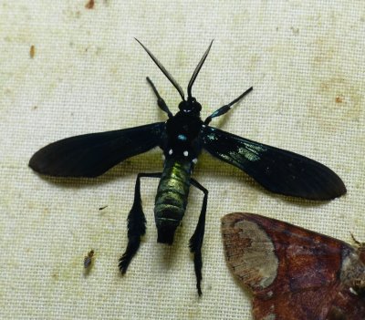 Moth - Macrocneme