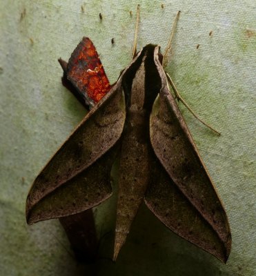 Moth - Xylophanes